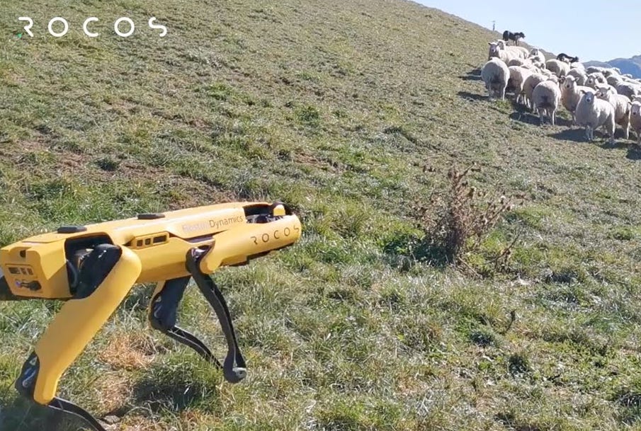 Wool means robot in Rocos’ video of a Boston Dynamics Spot unit herding sheep.
