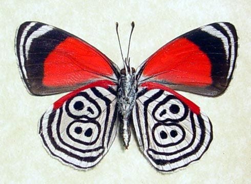 Borboleta 88: Uma Espécie em Risco de Extinção e a Importância de sua Conservação