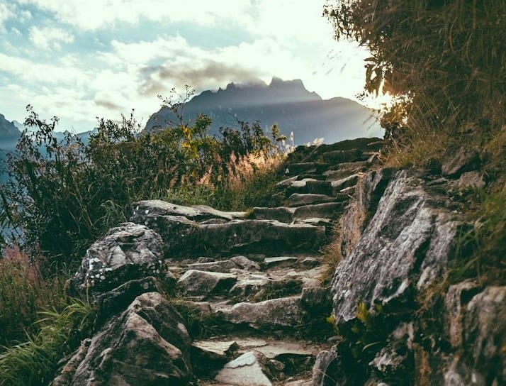 green grass and green trees
