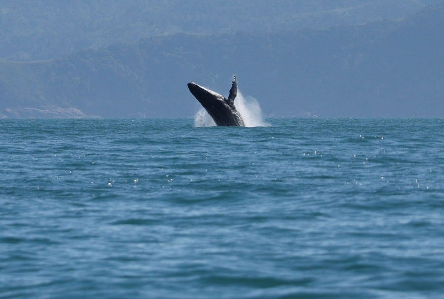 A humpback whale breaches in the distance. A humpback whale breaches in the distance.
