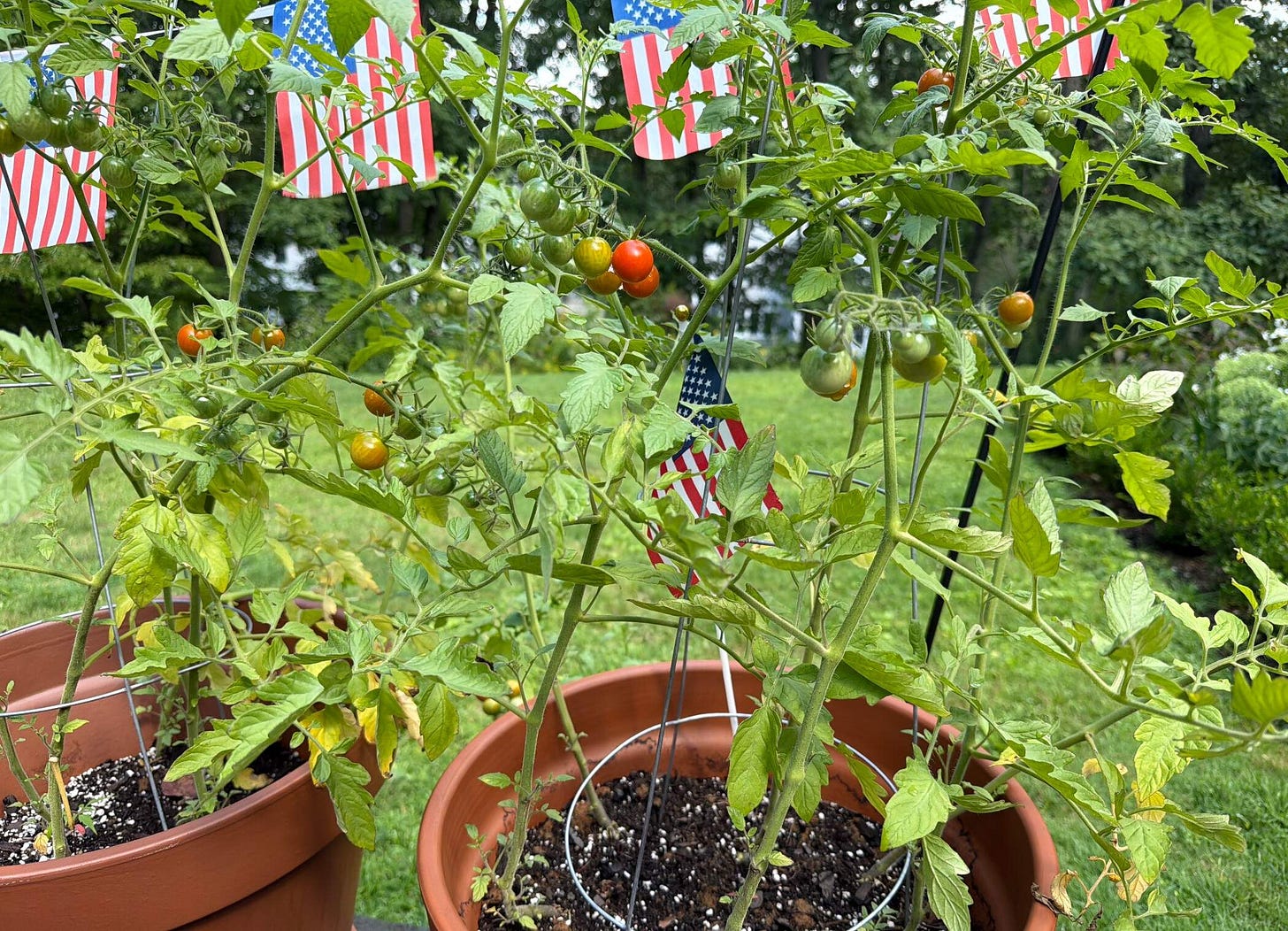 The author's cherry tomatoes. (Cloe Axelson/WBUR)