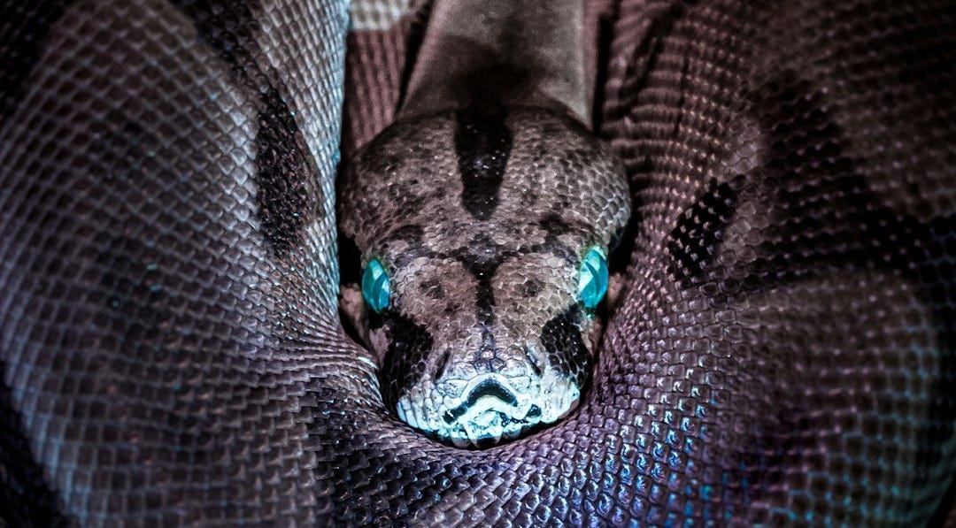 brown and black snake