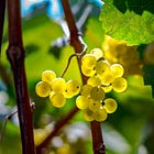 Wine Chronicles: When “Dry” Wine Isn’t Dry