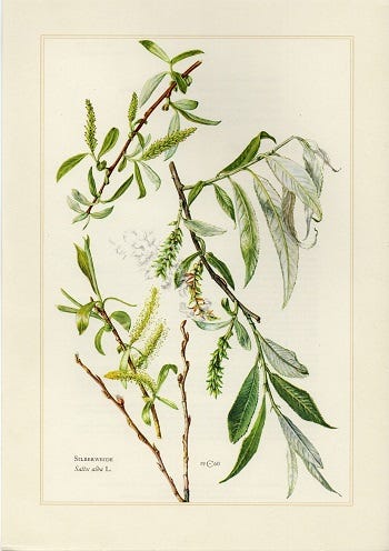 Show 259: Glasswort and Willow