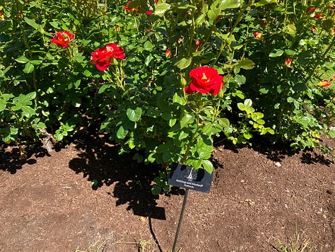 Roses and highlights from the International Rose Garden in Portland, Oregon