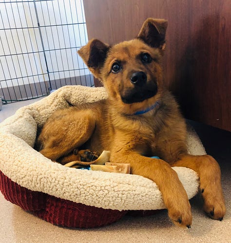 A variety of happy rescue dogs of different breeds