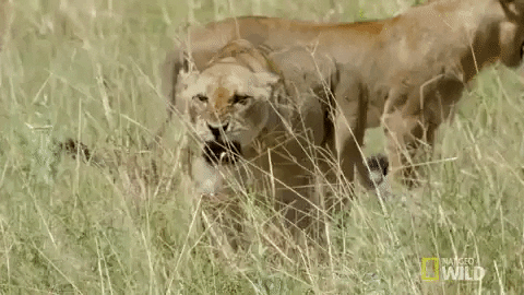 Lioness GIFs - Find & Share on GIPHY