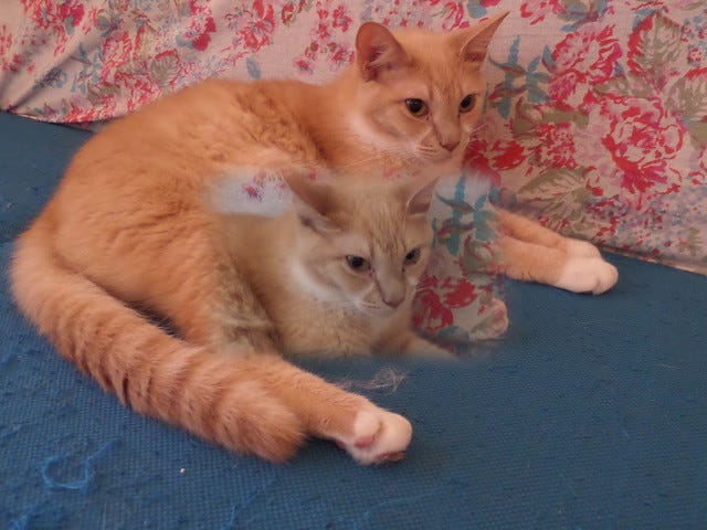 Cat Cafe Ebisu Cat Cafe Ebisu