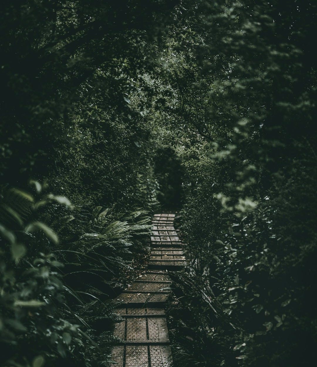 a path in the middle of a lush green forest