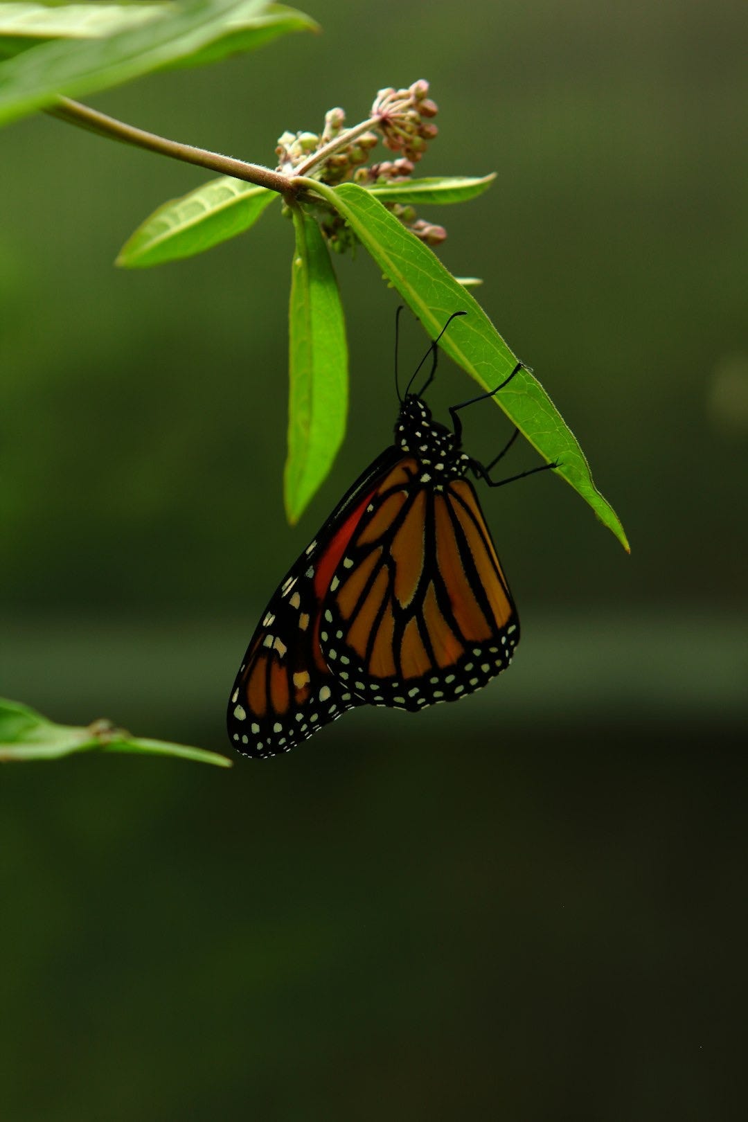A butterfly that is sitting on a leaf A butterfly that is sitting on a leaf