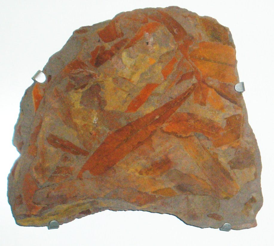 File:Glossopteris.jpg - Wikimedia Commons