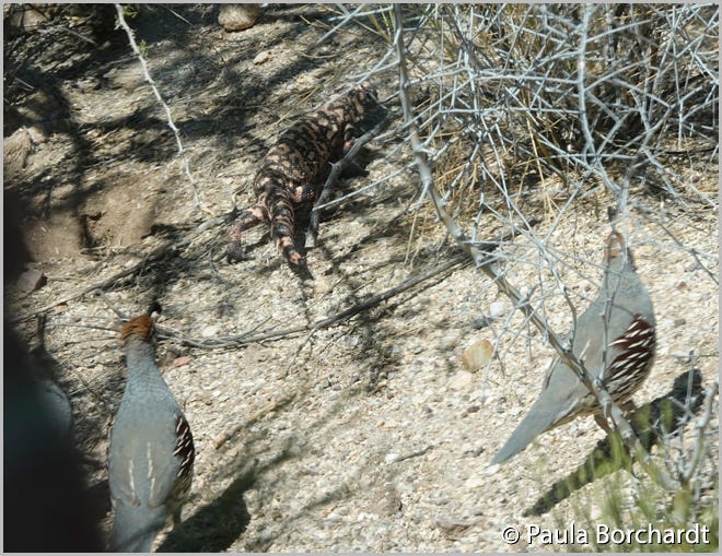 The Gambel's Quail, joined by other Gambel's Quail in chasing away the Gila Monster.