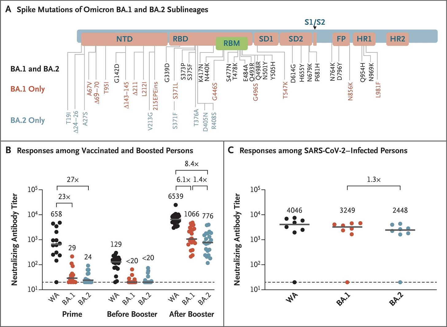 May be an image of text that says 'A Spike Mutations of Omicron BA.1 and BA.2 Sublineages NTD RBD BA.1 and BA.2 RBM SD1 S1/S2 SD2 BA.1 Only FP HR1 HR2 BA.2 Only Aaa9 06441 04400 L2121 215EPEins 21 N440K S4778K E484A ￥8650 G446S T376A D405N S804d 14T9a T547K 669 N764K D796Y Q954H N969K- N856K L981F B Responses among Vaccinated and Boosted Persons 8.4x 27× 105- 23x 6.1x 1.4x Responses among SARS-CoV-2-Infected Persons 104- 658 6539 105- 103- 1.3x 1066 776 29 104- 129 4046 102- 24 3249 <20 <20 2448 101 103- Neutralizing 102- 101 BA.1 BA.2 Prime BA.2 Before Booster BA.2 After Booster BA.1'