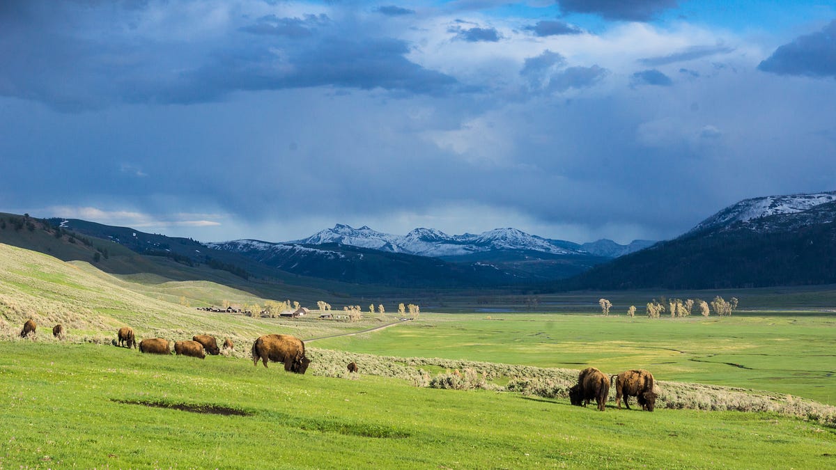 A 1934 definition just decided whether bison belong on public lands in ...