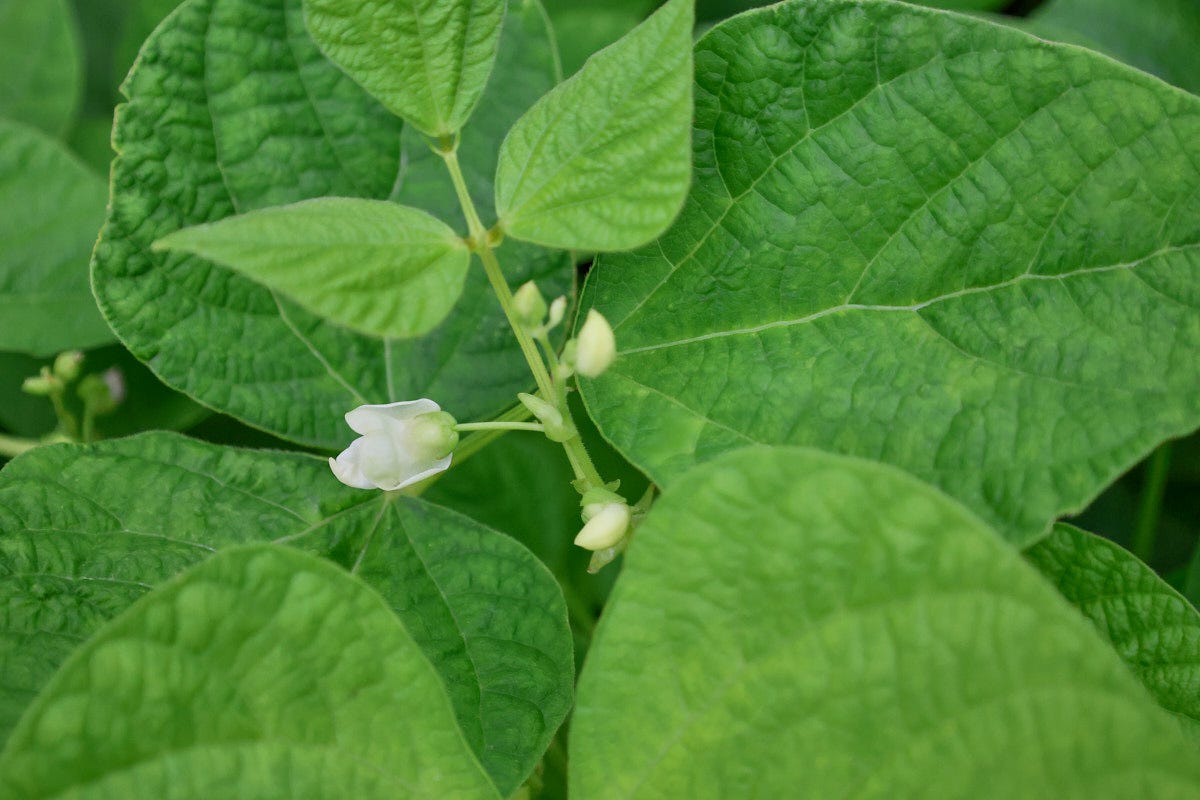 a flowering bush bean plant