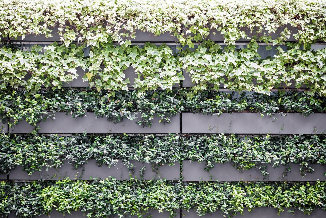A modern form of a “green curtain” built on the side of a structure to enhance its cooling in summer. (© Pixta)