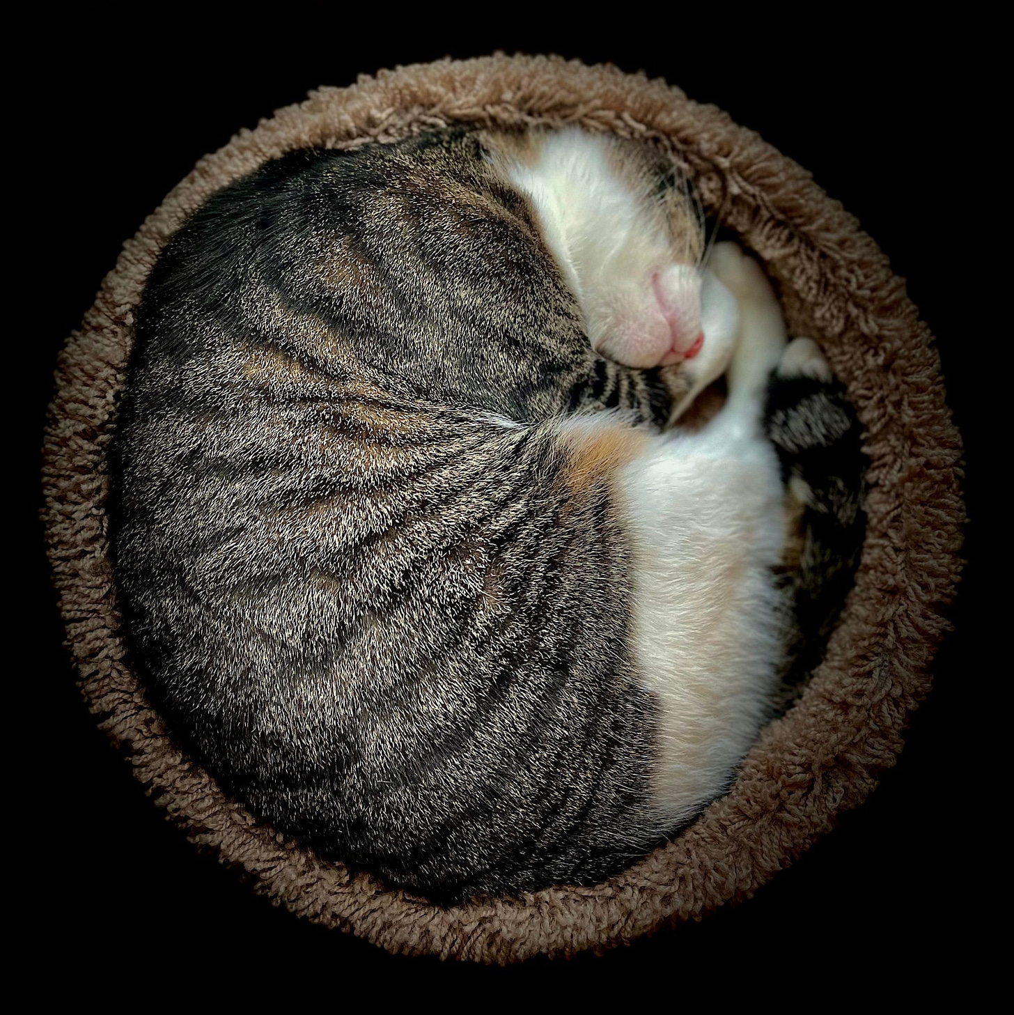 The Coziest Cat You’ll See Online This Week
