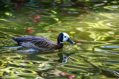 Duck moving through the water.