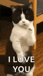 Funny I Love You GIFs | Tenor
