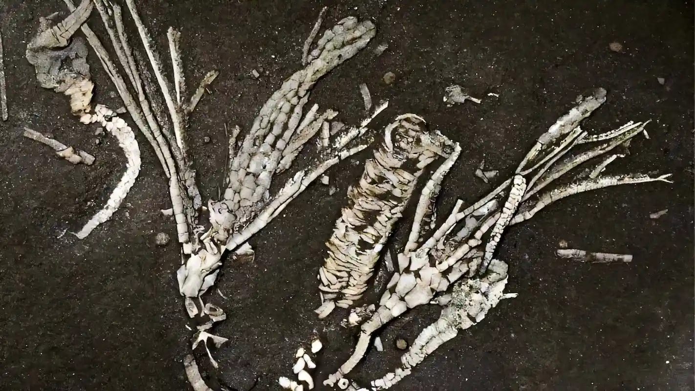 Soft Tissue From a 450-Million-Year-Old Creature Found Preserved in Fossil Form Soft Tissue From a 450-Million-Year-Old Creature Found Preserved in Fossil Form
