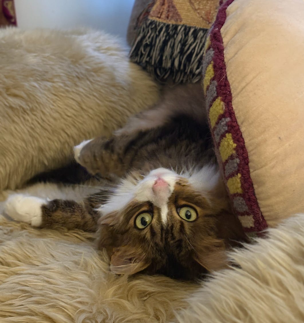 Calico cat on cushions, spread out on back, looking at camera with wide green eyes upside down; one white paw extended