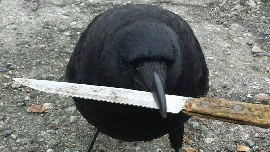Canuck the crow gets international notoriety for stealing ...