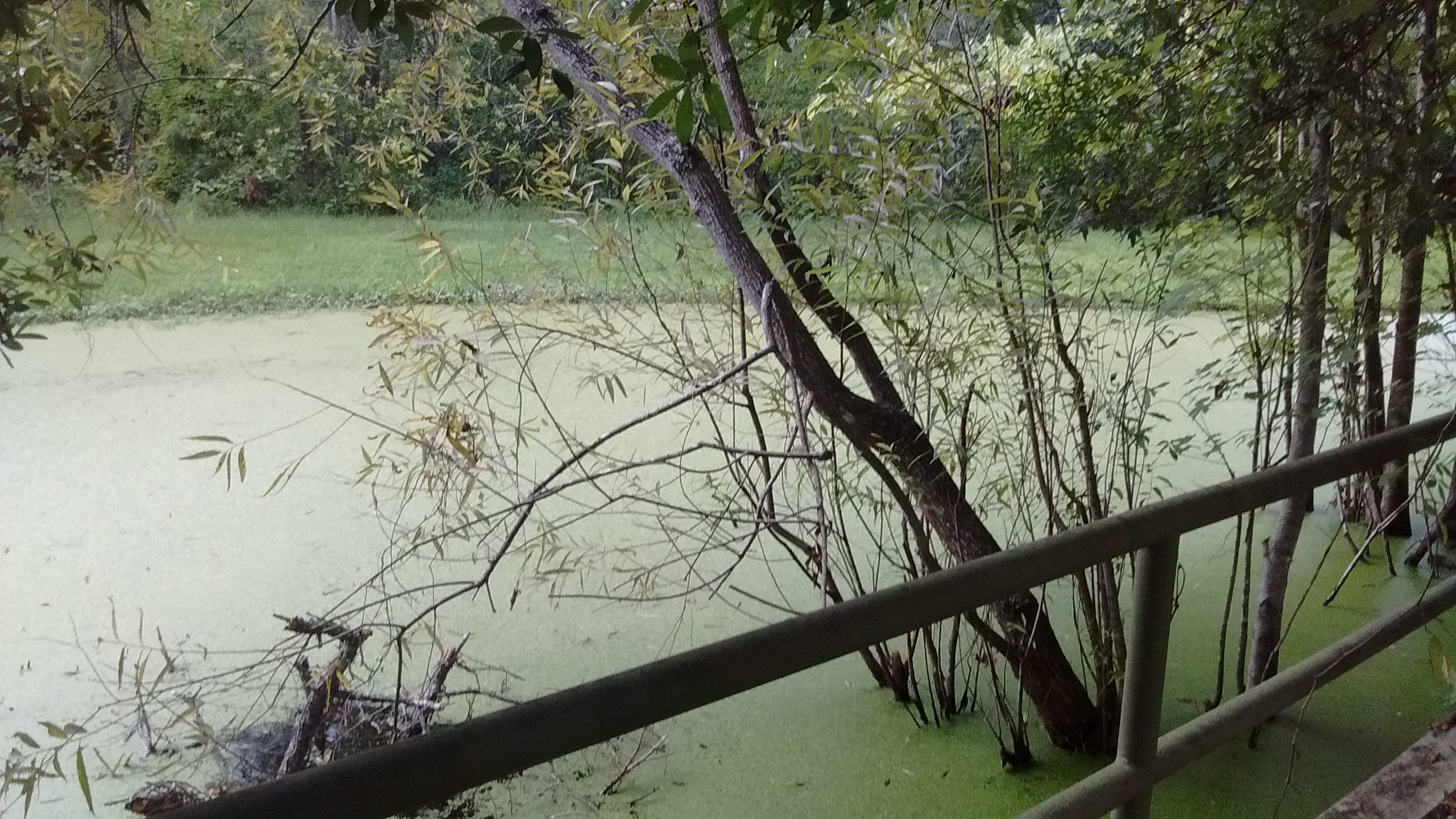 biochemistry - How does eutrophication yield lower levels of dissolved  oxygen? - Biology Stack Exchange, image size:2560x1440