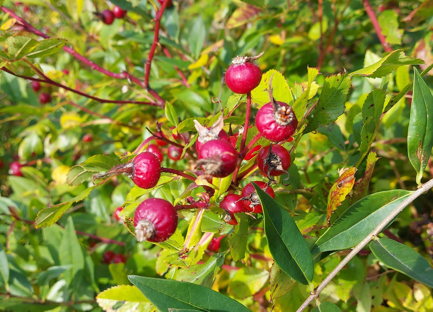 Rose hip