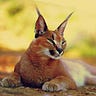 Conscious Caracal
