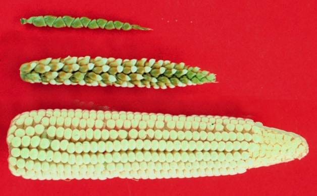 Teosinte and the domestication of maize - Earth@Home: Evolution