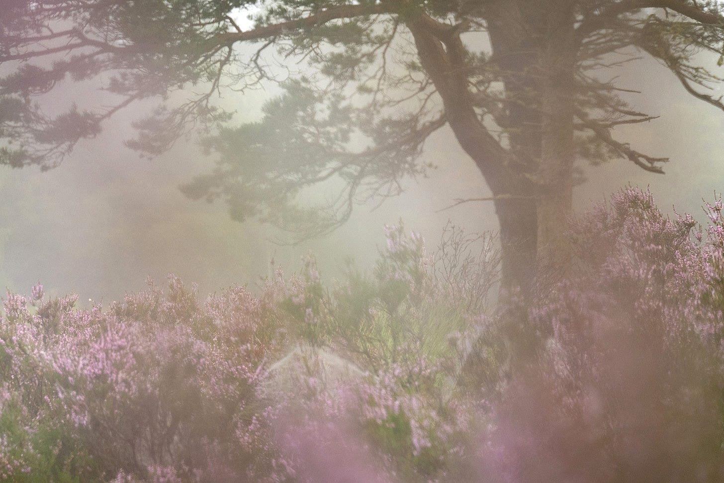 An ethereal low-angle shot of a Scots pine tree rising above a field of blooming purple heather.