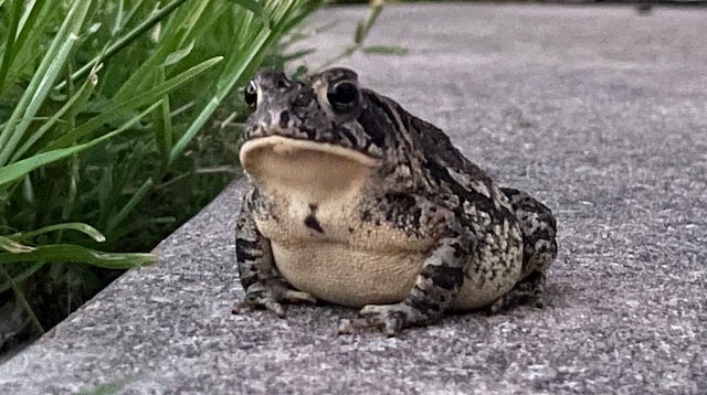 How to raise tough kids Part 1, Kill the toad? and the Buck Moon.