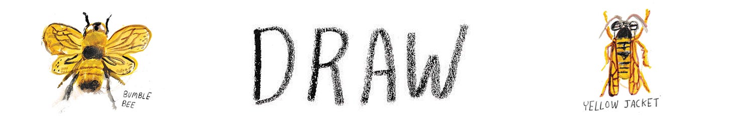 draw insects draw insects