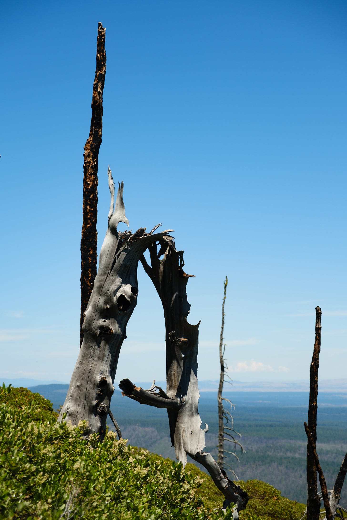 r a burned snag from a past lighting-strike fire atop Black Butte. 