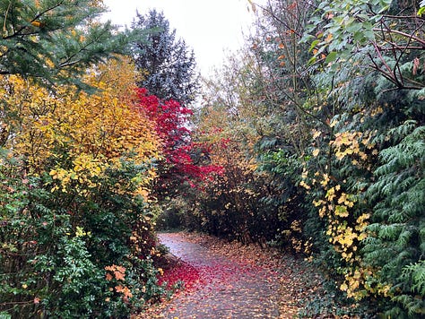 Images of Cedar Mills trail, waterfall, trees, and bridges