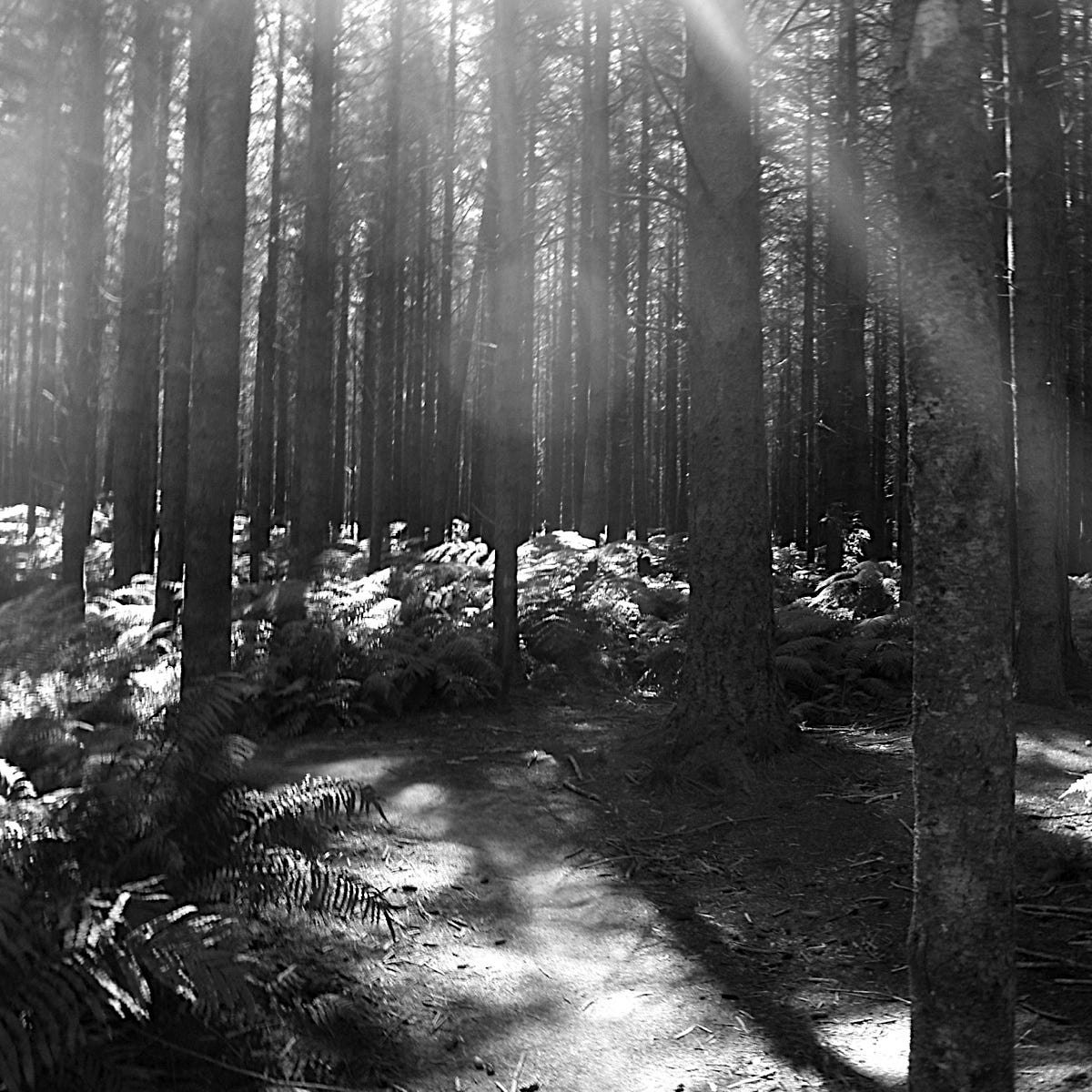 Landscapes of Ecological Being