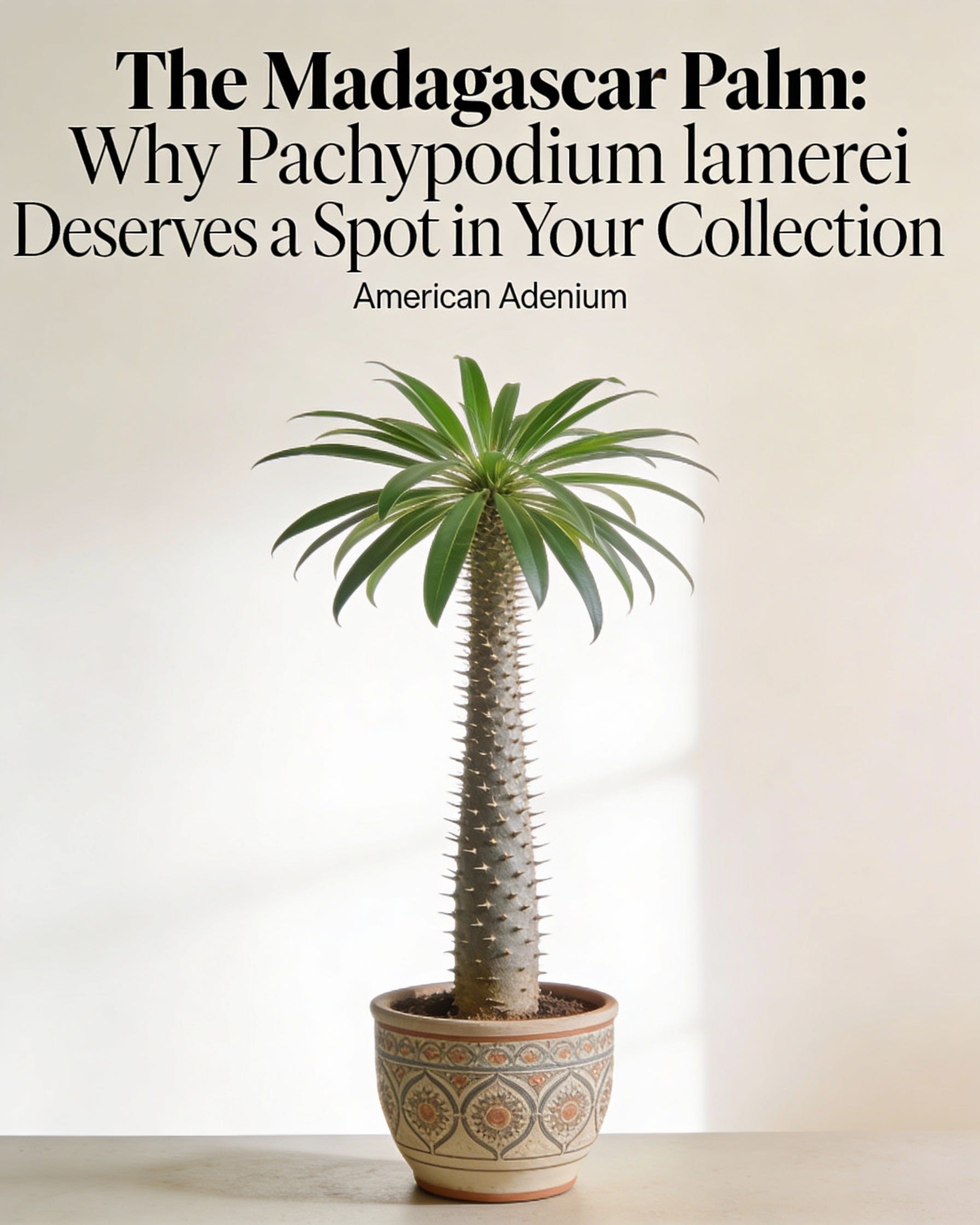 The Madagascar Palm: Why Pachypodium lamerei Deserves a Spot in Your  Collection
