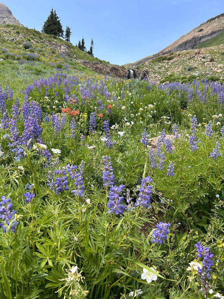 Ocean sunset, mountain flowers, fall leaves, crocus blooming