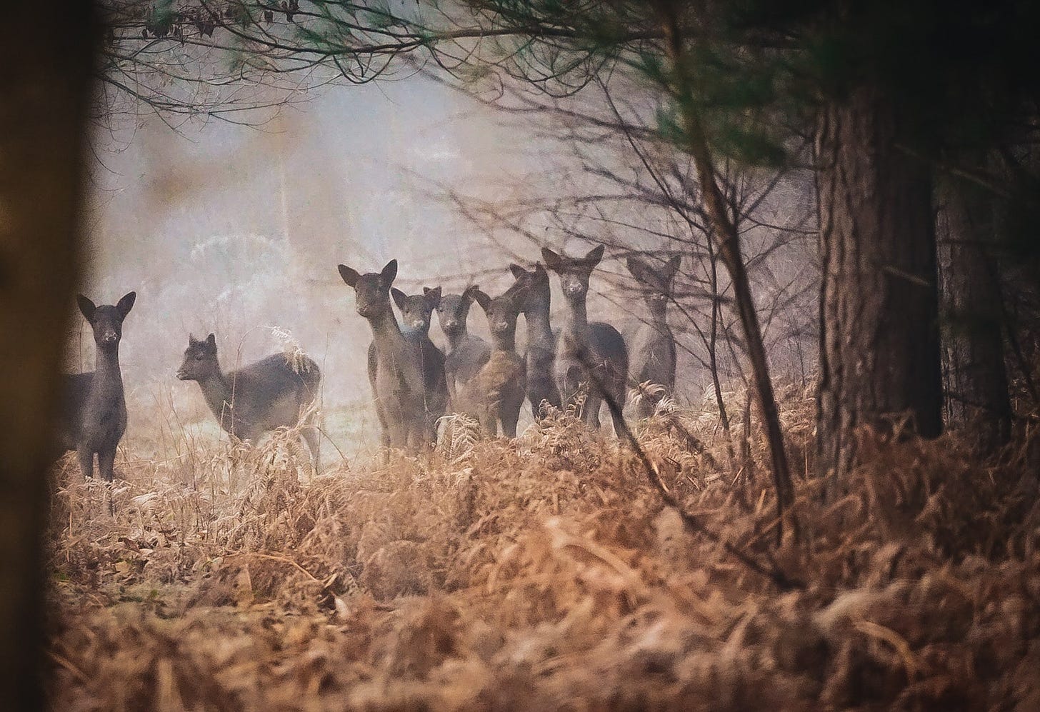 nine does looking at me through the woodland