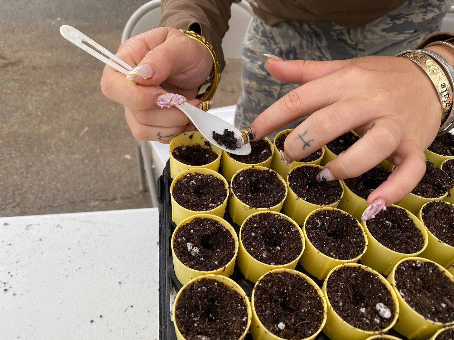 Two hands with manicured fingernails alternately striped and stippled in pink hold a teaspoon of black seeds, using a fingernail to divide the seeds and scrape them into dibbles.