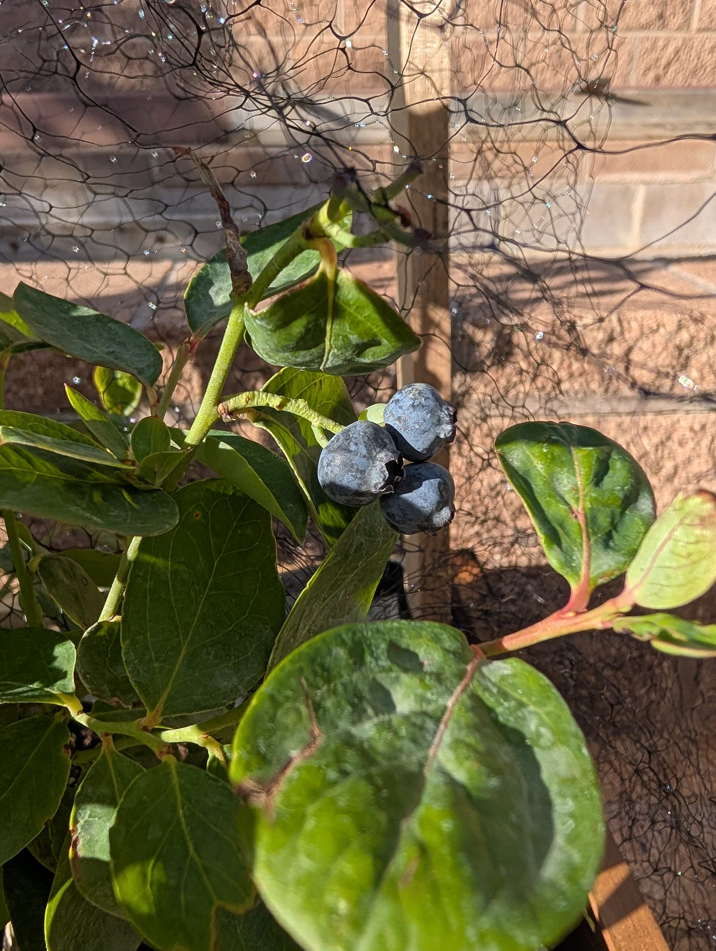A close-up image of three blueberries growing on a blueberry plant.
