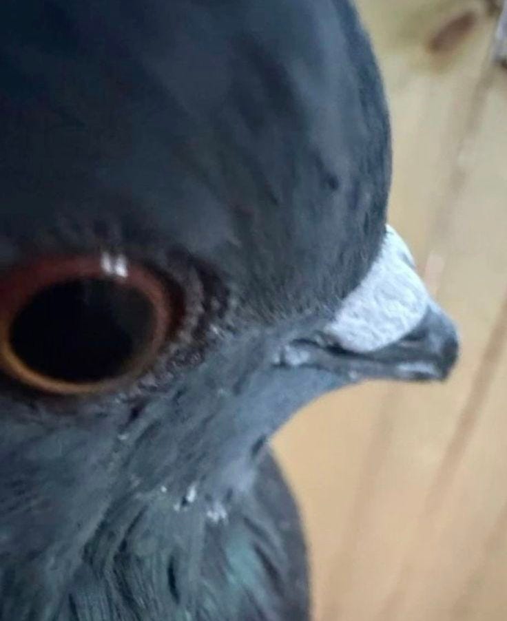 This may contain: a close up of a bird with brown eyes