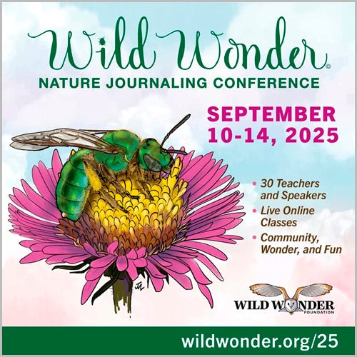 Wild Wonder Nature Journaling Conference information, with art of a Sweat Bee on an Aster Flower by John Muir Laws