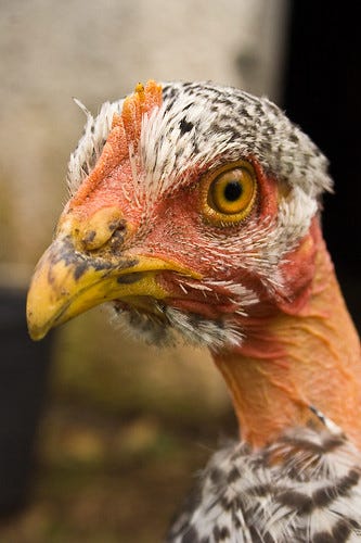 Chicken portrait :) Chicken portrait :)