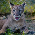Good Canadians Are Rooting For The Oilers And You Should Too!