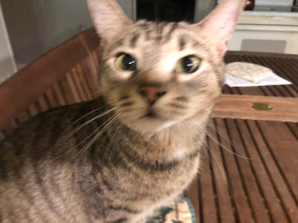 May be an image of cat