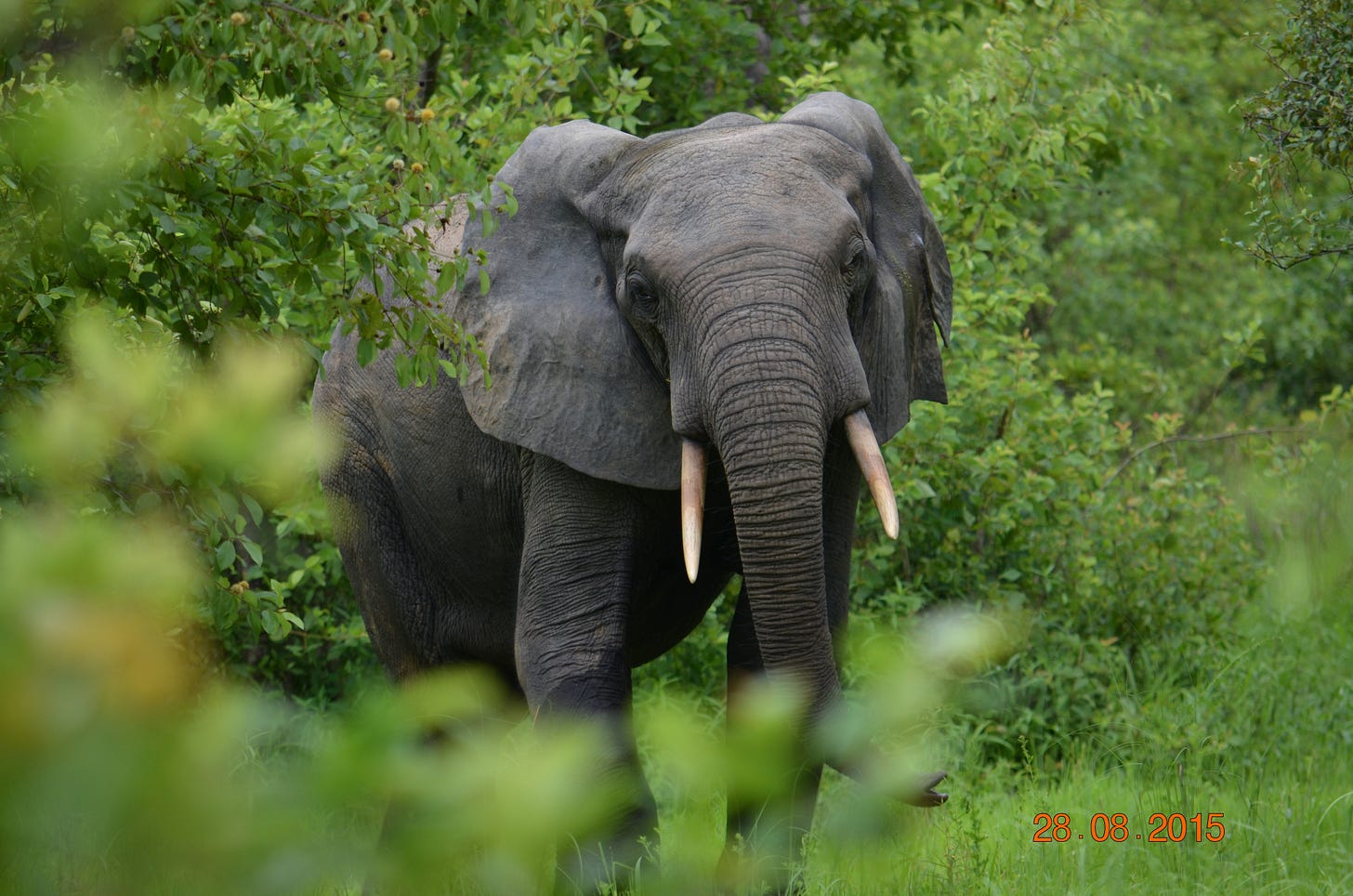 African Forest Elephant at The Mole National Park, Savannah Vegetation, Northern Ghana