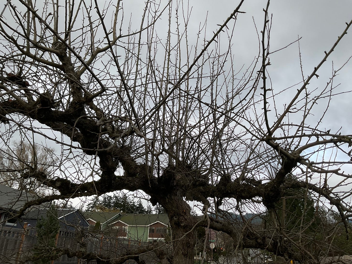 An old apple tree in Eastsound showing lignified water sprouts.