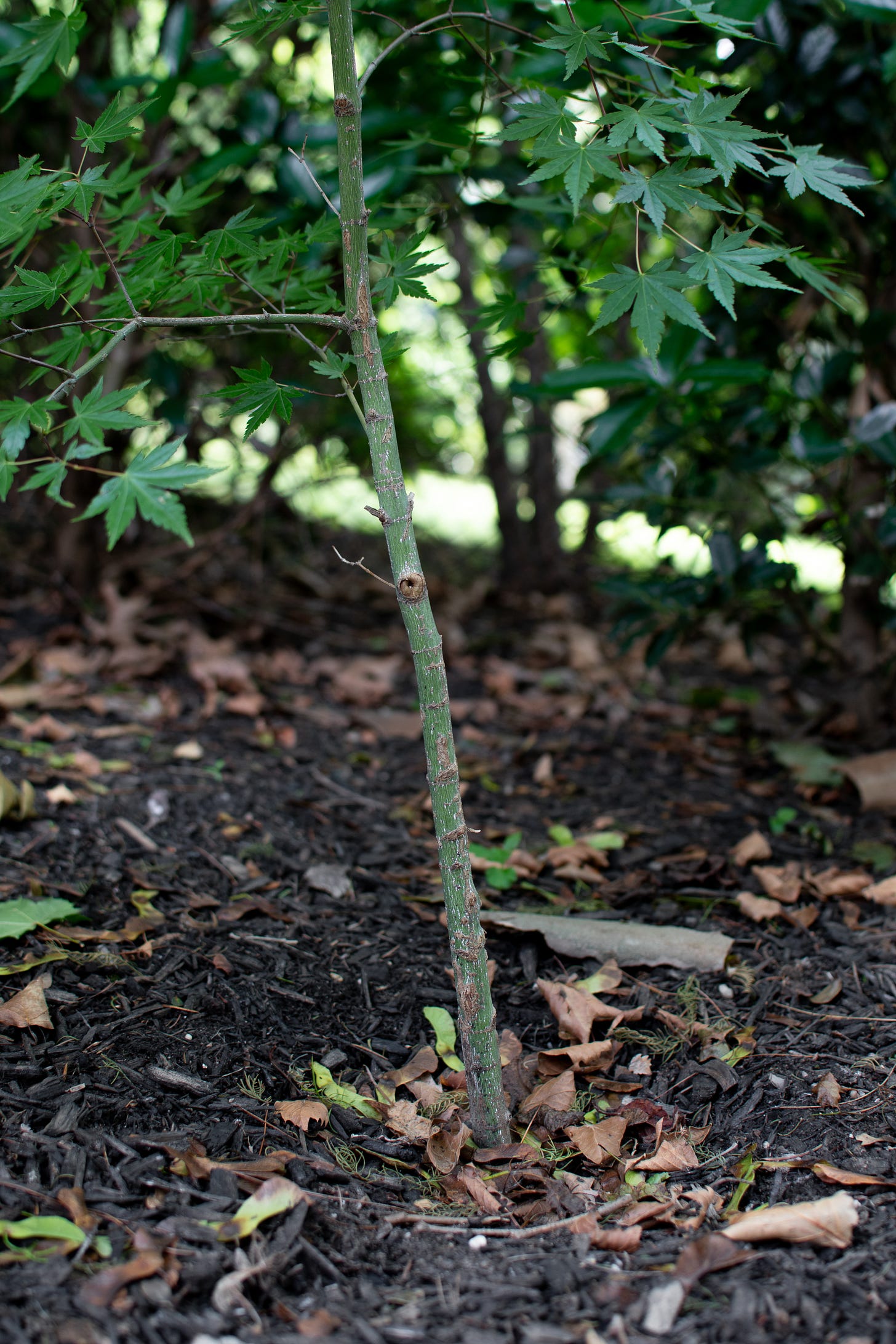 ID: Japanese maple trunk up close
