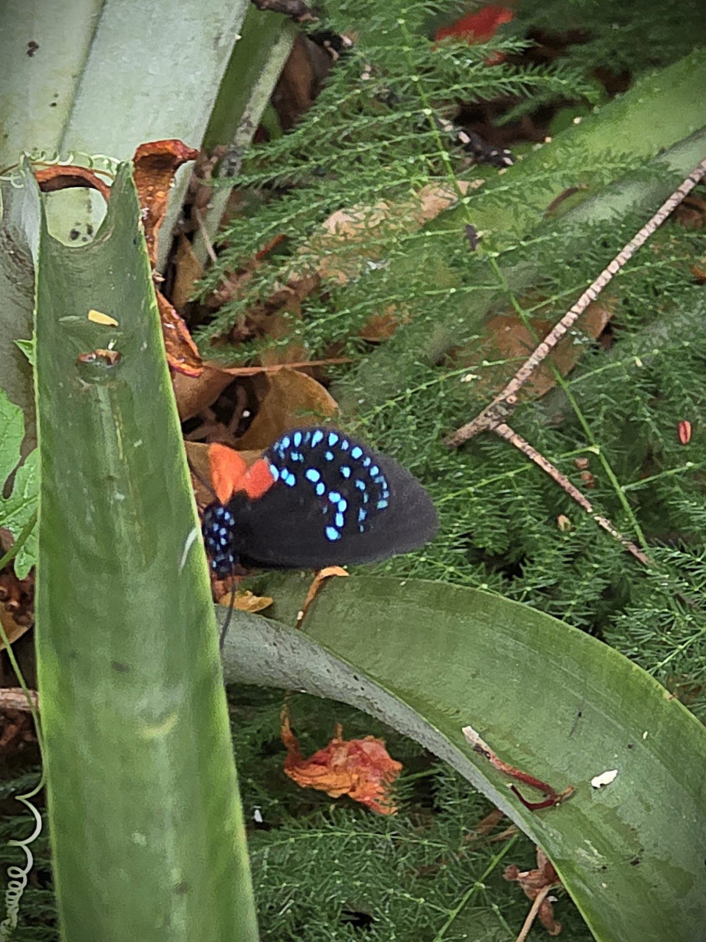 tiny black butterfly with light blue spots and a red body surrounded by pineapple plant leaves and a spiky fir-tree looking vine.